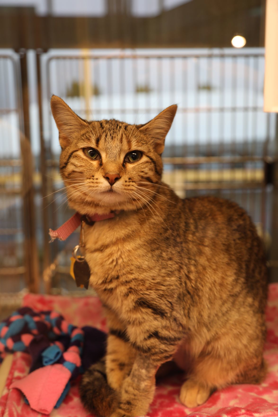 "Reba" ready for adoption